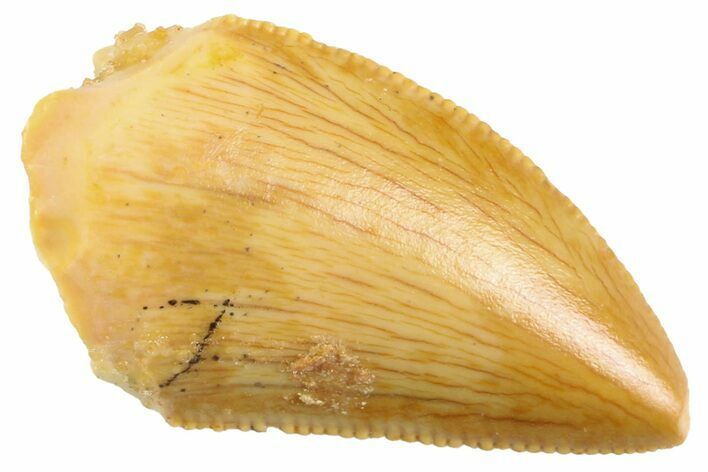 Serrated Raptor Tooth - Real Dinosaur Tooth #347064